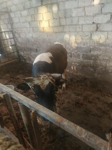 satdiq danalar: Salam aleykum kim isdese desin super kök 2 baş erkey danalarımız dı — 8