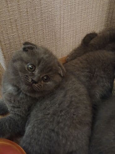 pişiklər bala: Şotland — 5