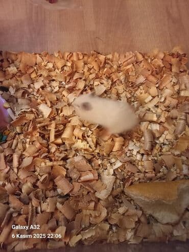 енот в баку купить: Sevimli hemsterlar nadir uzun tuklu olurlar böyüyəndə cinsi erkey və — 2