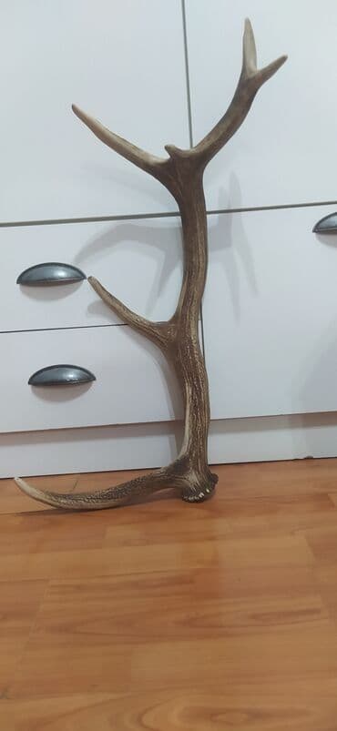 Təbii maral buynuzu - Material: təbii maral buynuzu, sərt və sıx