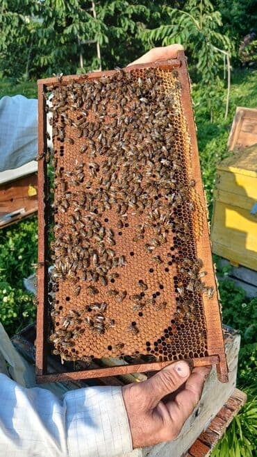 eşşək qiyməti: 🐝🐝🐝🐝🐝🐝🐝 Arı ailəsi: 8-10 ramkada 2 mərtəbə 15 ramka yeşiklər hər bir — 6