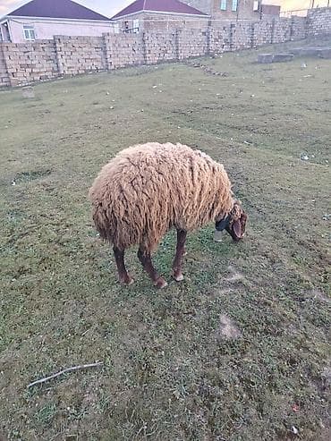 qoyunlar: Erkey toğulu satılır istəyən olsa yazsın video sun atım baxın real — 5
