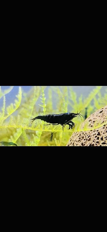 Аквариумные аксессуары и принадлежности: Akvaryum üçün dekorativ krivetqa – rəngli Neocaridina növləri. 10 — 6
