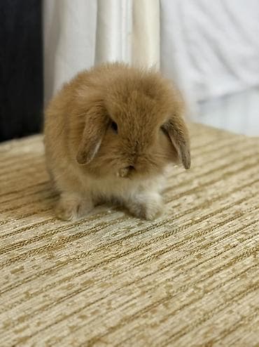 tovuz quwu: Mini lop (qulaqları sallanan) dekorativ dovşan balası - Cins: Mini — 2