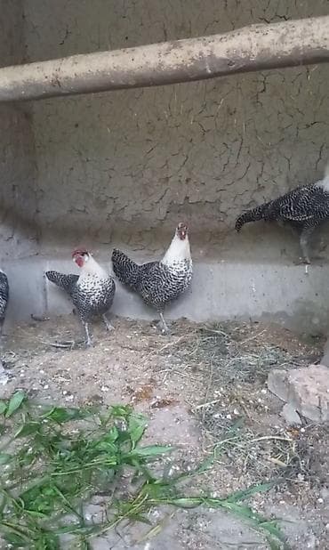 ətlik inək cinsləri: Brekel 2 beçə 2 Yumurtayan Fərə. Cəm 4 ədəd. Qiymət 4 ədədi — 2