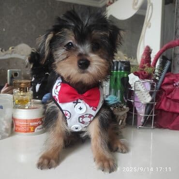 itler bala: Yorkşir teryer — 14