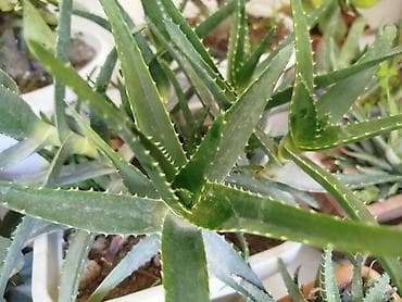 etotu bitkisi: Məhsul: Ev və ofis üçün dekorativ sukulent və kaktus kolleksiyası - — 8