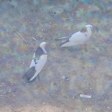 qizil qus: Kom 9 eded quşdu satişda 5 eded qoşa cep lelekli bir cüt yumrtaya — 9