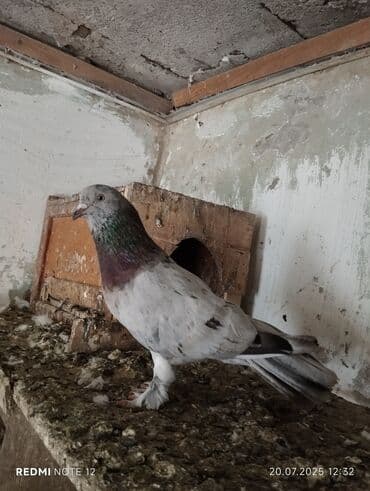 Quşlar: Hazır cütdülər.Soğan ebrew qizğin erkək 18 tükdür.Maya 13-14 tük — 3