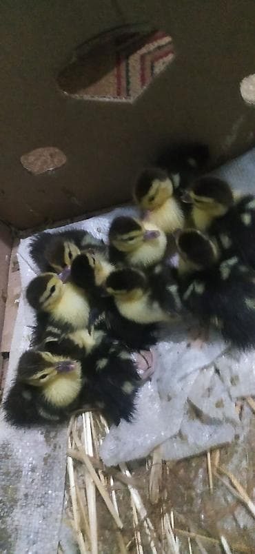ordek balasi nece gune cixir: Satılır: ördək balaları (xüsusilə qara-sarı rəngli, geniş zolaqlı — 1