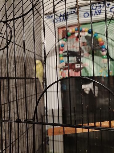 Gəmiricilər: Məhsul: Qəfəsli dalğıç papağanları (büdcər Təsvir: - Şaquli metal — 1