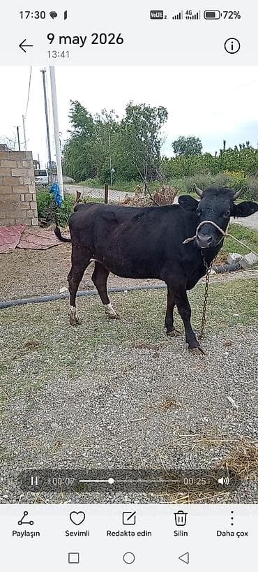 heyvan satişi: Dişi, il: 1, 130 kq, Ətlik, Damazlıq, Südlük — 2