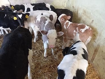 afcarka bala: Satılır: Dana balaları (divers şitillər) - Növ: Süd və ət istiqamətli — 2