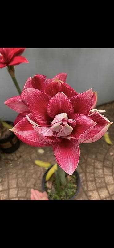 yaz gulləri: Hippeastrum (Amarillis) soğanlı dekorativ çiçəklər – bir neçə rəng və — 3