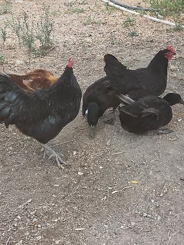 Toyuq, Damazlıq, Ünvandan götürmə lalafo.az -da Toyuq, Damazlıq, Ünvandan götürmə