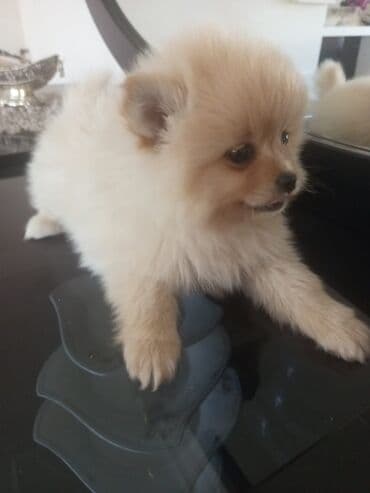 avcarka balası: Şpitz — 3