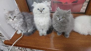 it ucun qurd dermani: Şinşilla, Dişi, Yaxşı əllərə, Ünvandan götürmə — 2