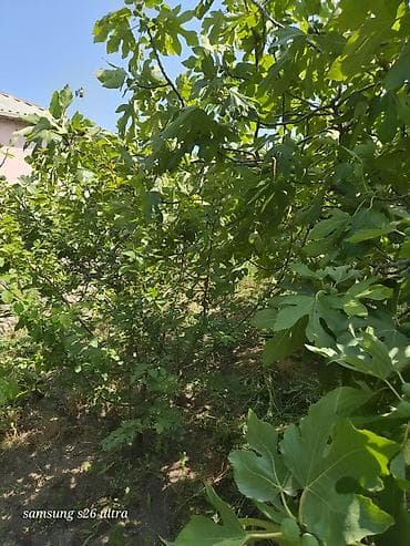maştağada sot: Həyətyanı torpaq sahesi 4 sot yarimdir sokar poliklinka ilr uzbruz su — 10