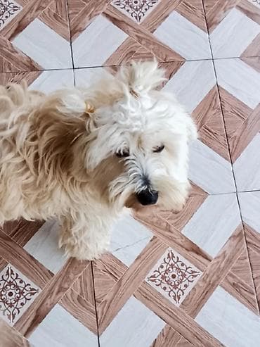 it adlari azeri: Erkek, Peyvəndli — 1