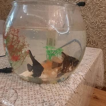 diskus baliqlari: Yumru akvarium, Balıqlarla birlikdə, 15 l — 1