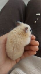 передержка кошек в баку: Грызуны — 5