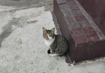 elmler ev: M.Ə. Rəsulzadə qəs. 4 otaqlı, 70 kv. m, Orta təmir — 16