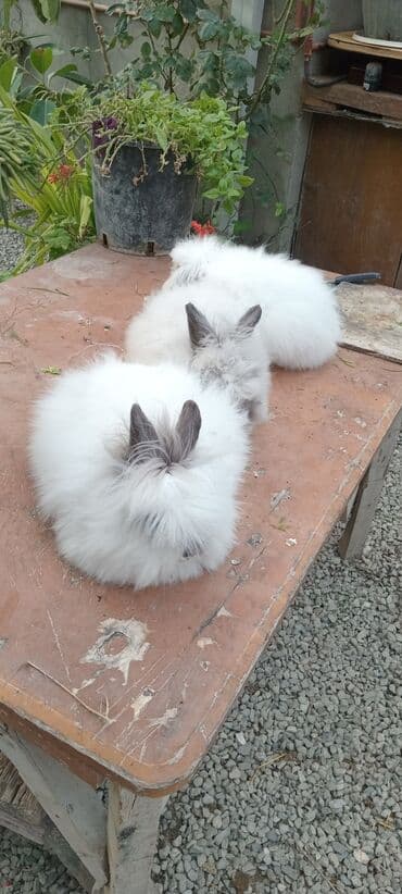 bala dovşanlar: Akor bala 10m — 11