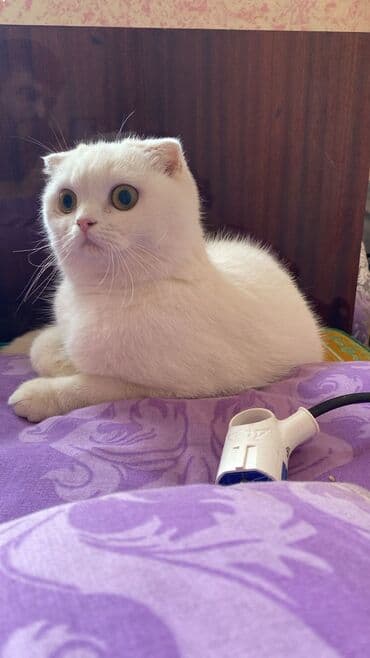 pişim: Şotland, Dişi, Yaxşı əllərə, Ünvandan götürmə, Rayonlara çatdırılma, Pulsuz çatdırılma — 11