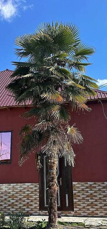 orxideya gulu satisi: Məhsul: Hündür dekorativ xurma/palmanın ağacı (Trachycarpus tipli — 1