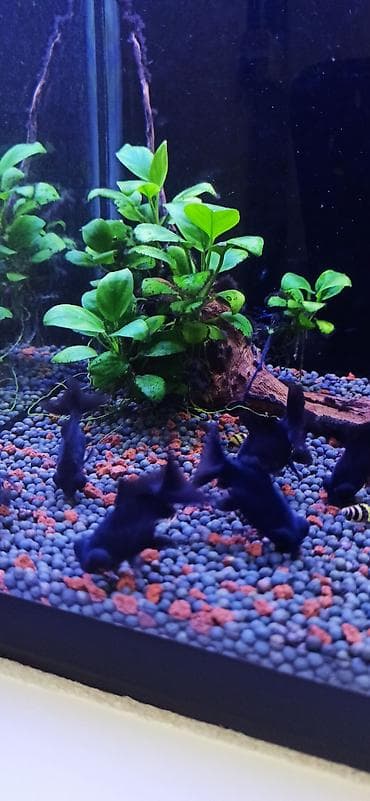 akvarium silikon: Teleskop balığı, Sülhsevər — 7