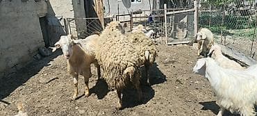 cücə və xoruz: Qoyun – erkək, ətlik-yunlu tip - İri cüssəli, sağlam bədən quruluşu - — 6