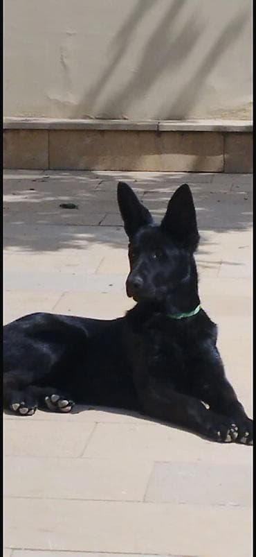 Heyvanlar üçün mallar: Alman çoban iti, Dişi — 3