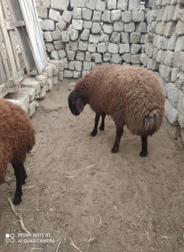 2 dənə ERKƏY Qala quzular satılır əsl qoçulq super heyvanlardı qiymət