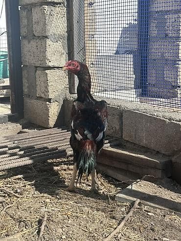 Heyvanlar üçün mallar: Xoruz, il: <1 — 1