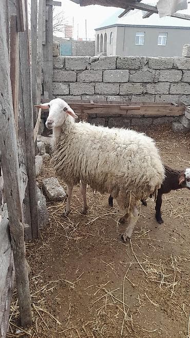 Pişiklər: 1 çi qarına cavan qoyundu sağlam heyvandı balası dişidi — 3