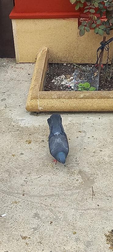 zeytun tursusu: 10 manata maya — 2