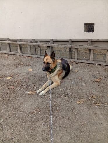 Heyvanlar üçün mallar: Alman çoban iti — 1