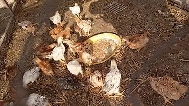 Toyuq cücələri, Ətlik