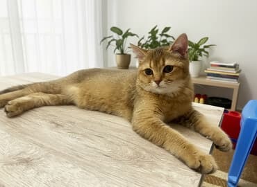 su pişiyi: Qızıl şinşilla, Erkək, Yaxşı əllərə — 1