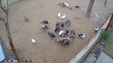 qus yuvası: Cemi13 eded hinduşkadır. 1 xoruz birde anaları var. 11ededi bu il — 3