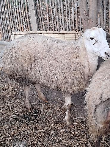 Akvariumlar: Qoyun bogaz bozkere tatallar beyleqan — 1