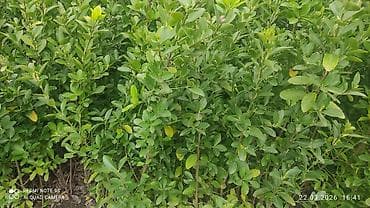 4 fəsil həmişəyaşıl dekorativ kollar