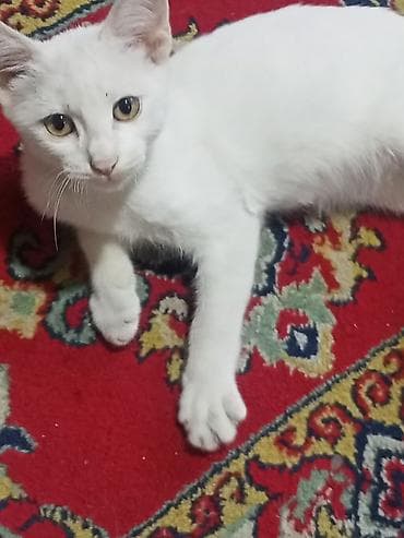 heyvan satisi: Ağ rəngli, qısa tüklü ev pişiyiотдамотдамхорошие руки 3 месяца - — 1