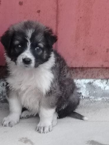 balaca cins itler: Erkek, Pulsuz çatdırılma — 3