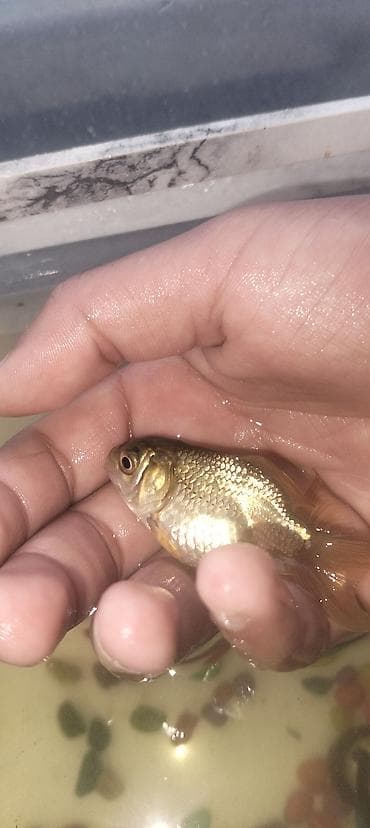 Qızıl balıq, Sülhsevər