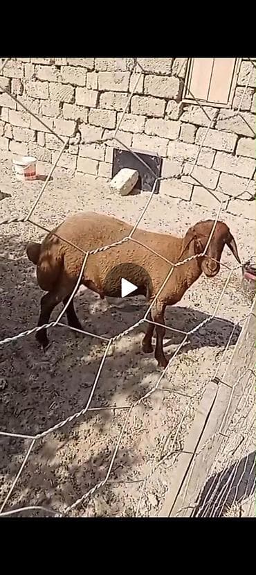 mal heyvan: Cins: QALA CINSI 6 AYLIQ ERKEY TOUGLUDU ETDI HEYVANDI HEM KESIME HEMDE — 1