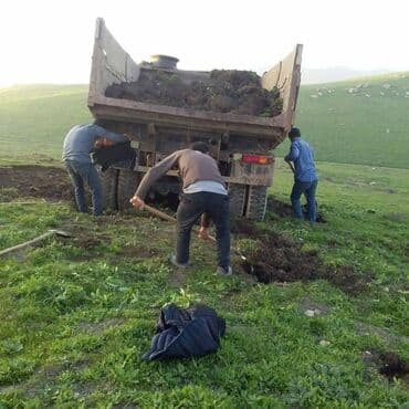 Вилки: Qara torpaq ve Peyin. Artıq Payız gəlişi ilə əlaqədar bağlara — 8