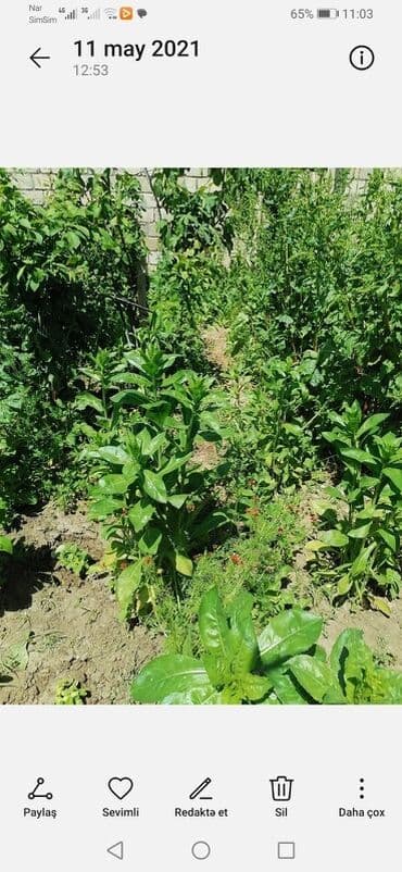 qobustan qesebesi: Geniş iki mərtəbəli fərdi yaşayış evi - Ümumi layihə: böyük həyətyanı — 8