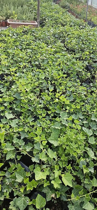 hilba bitkisi nedir: Hedera helix (Plyuş sarmaşığı) sürətlə yayılaraq səthləri bürüyən — 2