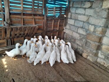 ördək balası: Dişi, Damazlıq — 1